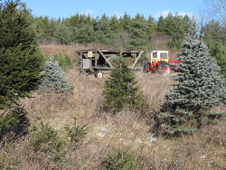 horton original tree farms christmas trees near horton original tree farms christmas trees near